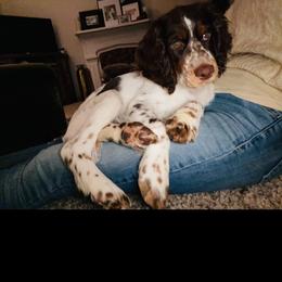 English Springer Spaniel Puppies from RoseMarie James Springer Spaniels