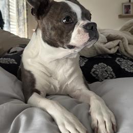 Saphira Belle - Boston Terrier