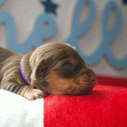 Tweetie - Chocolate and tan female Dachshund puppy in Peebles, Ohio from Cave Valley Hounds