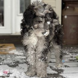 Bernedoodle and Goldendoodle Puppies from Beach Creek Kennel