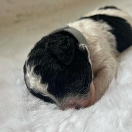 Clove - Parti male Poodle puppy in Nixa, Missouri from Foxtrot Farm Poodles