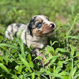 Roscoe - Blue merle male Australian Shepherd puppy in Fort Myers, Florida from U Cross Australian Shepherds