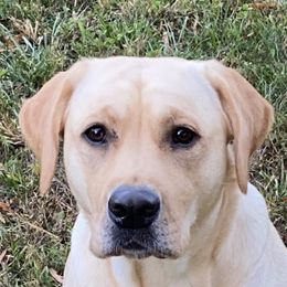 Willow - Labrador Retriever