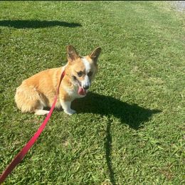 Daisy - Pembroke Welsh Corgi