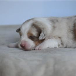 Oriana - Red merle female Australian Shepherd puppy in Jameson, Missouri from Sky Creek