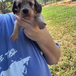 Girl 3 - Cream female Dachshund puppy in Randolph, Mississippi from Barnes Family Kennel