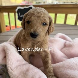 Lavender - Apricot female Poodle puppy in Greenwich, New York from MizzElle’s Standard Poodles
