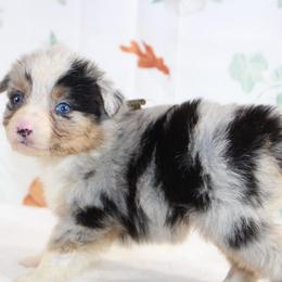 Harley - Blue merle female Miniature Australian Shepherd puppy in Bauxite, Arkansas from J & B Mini Aussies