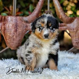 Boone - Blue merle male Australian Shepherd puppy in Olivehurst, California from Double M Aussies