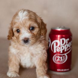 Aussiedoodle, Cockapoo, Miniature Australian Shepherd, and Poodle Puppies from Benson’s Red River Aussies