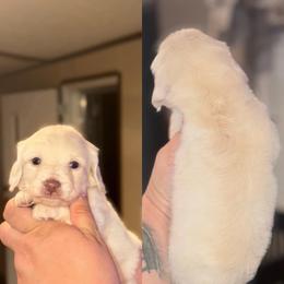 Si - Cream male Dachshund puppy in Hornbeck, Louisiana from A&Z Mini Dachshunds