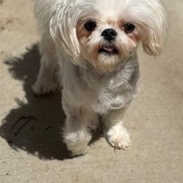 Maltese puppies from Exotic City Pomeranians and chihuahuas