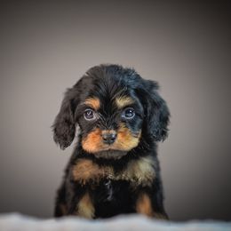 Holly Hock - Black and tan female Cavapoo puppy in Caldwell, Idaho from Boise Doodle Co.