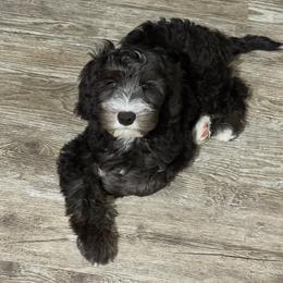 Bean - Black and chalk male Australian Labradoodle puppy in Orange, California from Little Kingdom Doodles