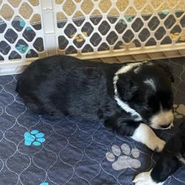 Crow - Black and white male Border Collie puppy in Grover Hill, Ohio from Heritage Border Collies