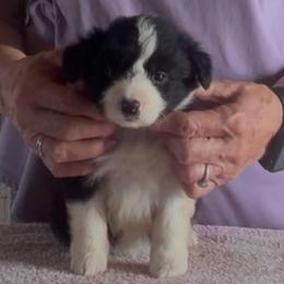 Girl 1 - Black female Border Collie puppy in Farmersville, Texas from Omegamtn Border Collies