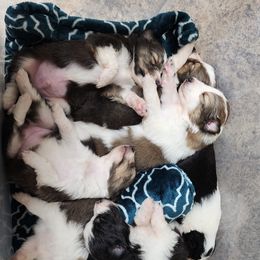 Shetland Sheepdog Puppies from DK'S Sassy River Shelties