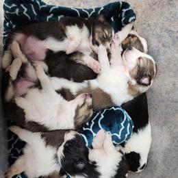 Shetland Sheepdog Puppies from DK'S Sassy River Shelties