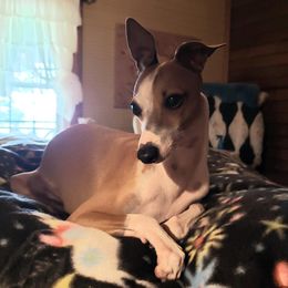 Yippee - Italian Greyhound