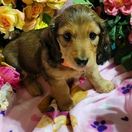 Dachshund Puppies from CLARK'S BREEDING PROGRAM