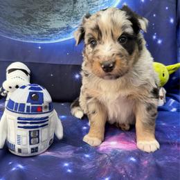 Yoda - Blue merle male Australian Shepherd puppy in Tuftonboro, New Hampshire from Aussies Edge Farm