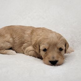 Goldendoodle Puppies from Lake Village Doodles