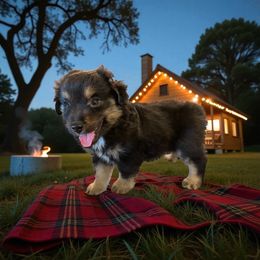 Cayde - Black tri male Miniature American Shepherd puppy in Godley, Texas from Flying H Toy and Mini Aussies