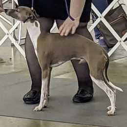 Pinocchio - Italian Greyhound