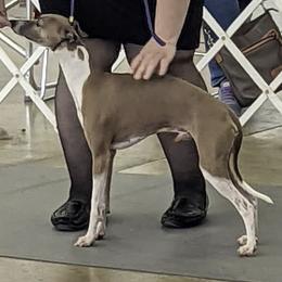 Pinocchio - Italian Greyhound