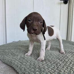 Black Boy - Liver and white male German Shorthaired Pointer puppy in Nampa, Idaho from Heart Mountain Cavaliers & Floating Feathers Kennel
