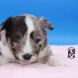 Rose - Blue merle female Miniature Australian Shepherd puppy in Weeki Wachee, Florida from Arlington's Mini Aussies