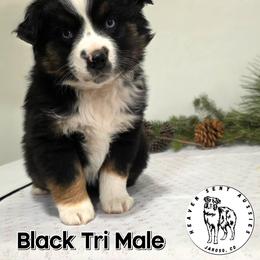Idris - Black tri male Miniature Australian Shepherd puppy in Jaroso, Colorado from Heaven Sent Aussies