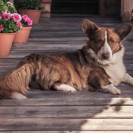 Ace - Cardigan Welsh Corgi