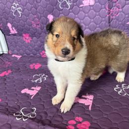 Bambi - Sable male Collie puppy in Elko, Nevada from Willow Creek Acres Dachshunds & Collies