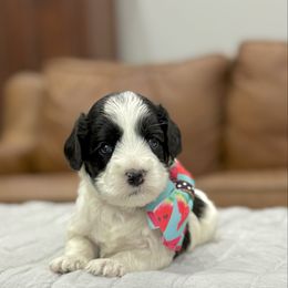 Jersey - Black female Australian Labradoodle puppy in Calhoun, Louisiana from Arrowhead Australian Labradoodles