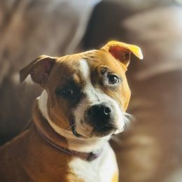 Miley - Staffordshire Bull Terrier