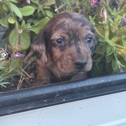 Dallas - Dapple female Dachshund puppy in Cottage Grove, Oregon from Freckled Roots Farm Dachshunds