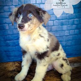 Cedar - Blue merle male Australian Shepherd puppy in Owego, New York from WildBloom Australian Shepherds