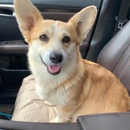 Sage - Red female Pembroke Welsh Corgi puppy in Coeur D’alene, Idaho from Alder Creek Corgis