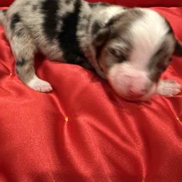 Cosmo - Blue merle male Miniature American Shepherd puppy in Ballico, California from SierraVu Minis