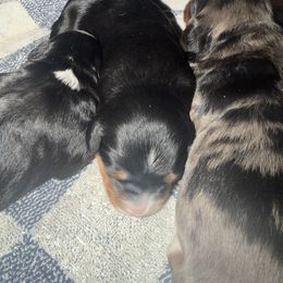 Annie - Tri-color female Bernedoodle puppy in Campbellsville, Kentucky from Blue Belle Hills Bernedoodles