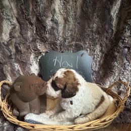 Hail - White and brown male Saint Berdoodle puppy in Traverse City, Michigan from Bare Paws Saint Berdoodles