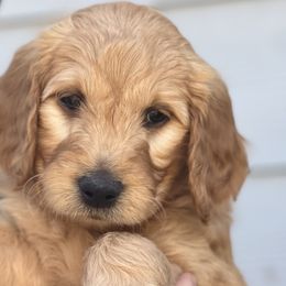 Boy 1 (Orange) - Goldendoodle puppy in Monmouth, Oregon from Mother of Doodles