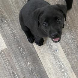 Labrador Retriever Puppies from A. Hansen Labradors