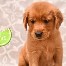Lime - Dark golden male Golden Retriever puppy in Strawberry Plains, Tennessee from Origins Goldens