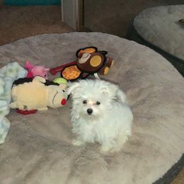 Maltese Puppies from California AKC Maltese & Yorkies