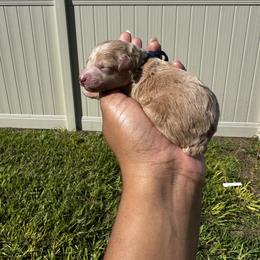 Marshmallow - Apricot male Poodle puppy in Deltona, Florida from Poodles by CNC