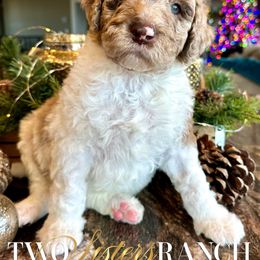 Eeyore - male Newfypoo puppy in Jackson, Missouri from Two Sisters Ranch, LLC