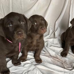 Labrador Retriever Puppies from Post Family Retrievers