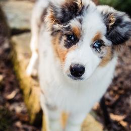 Australian Shepherd Puppies from Haint Blue Aussies